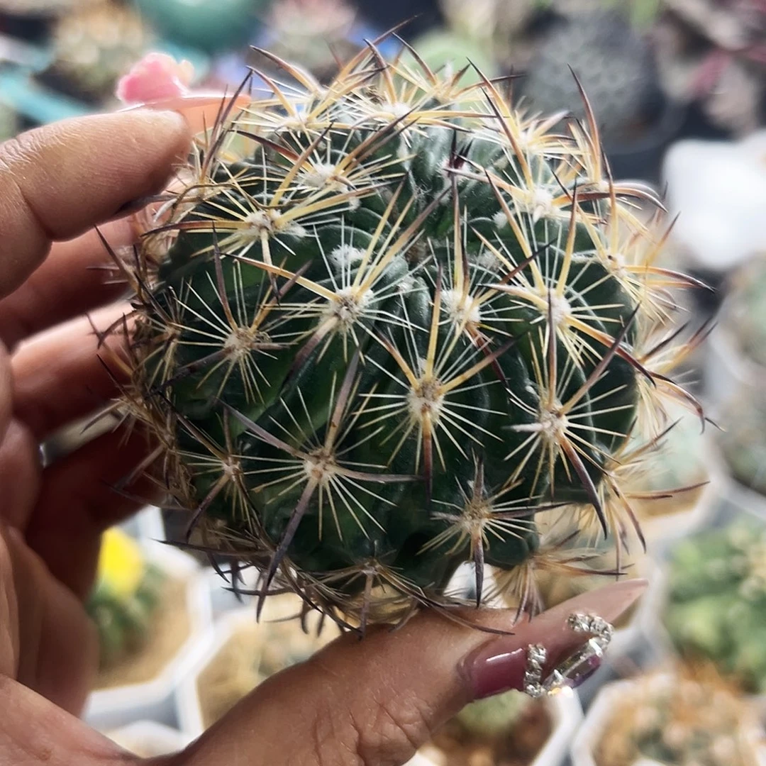 虎抓有根仙人球666666666