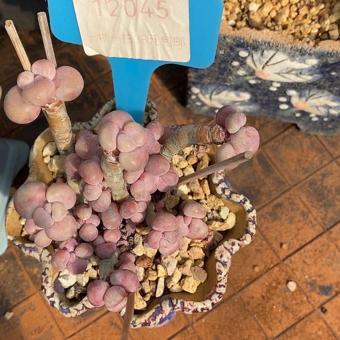 045童老师几咯哦我哦哦