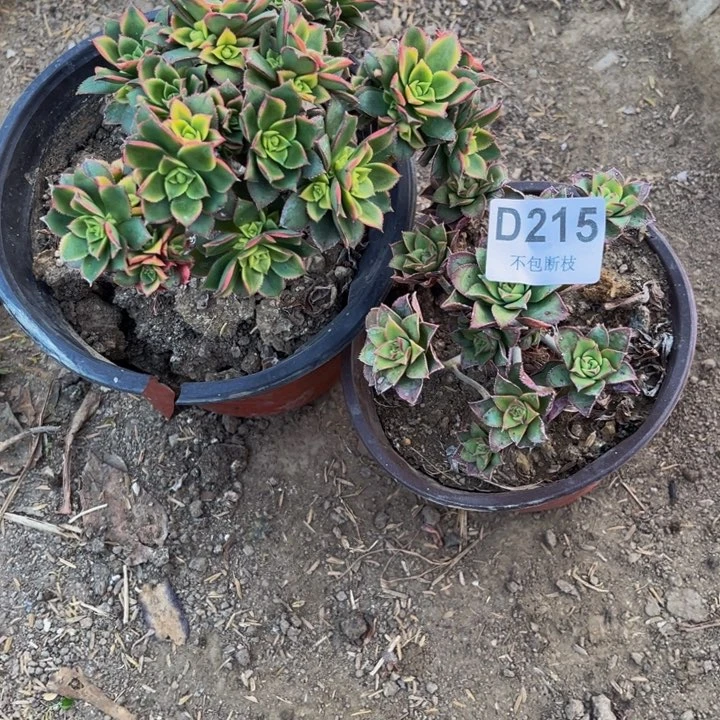 215和216两颗多肉法师不包断枝