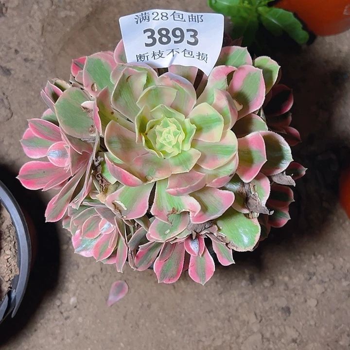 3893女妖多肉植物