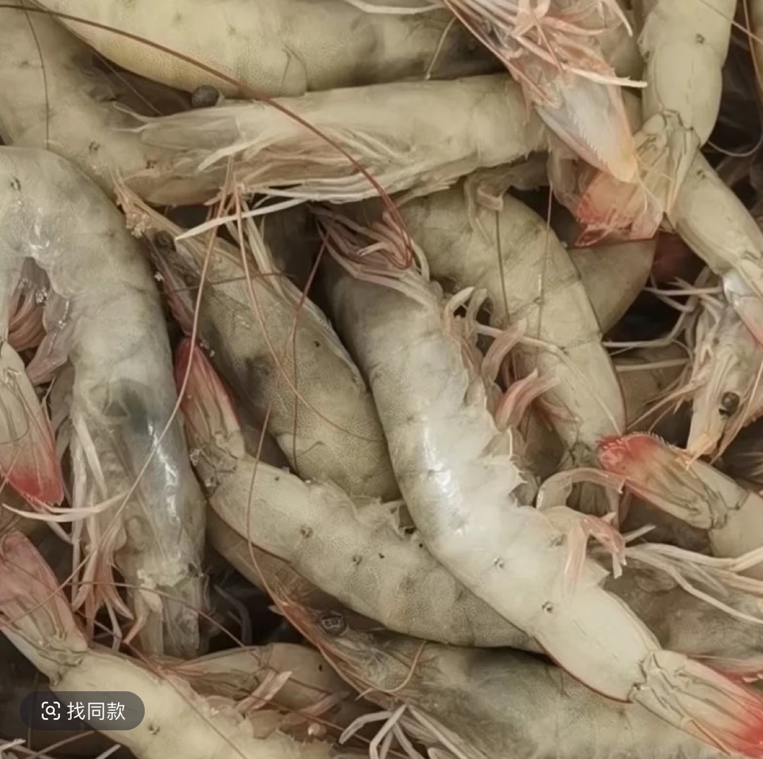 连云港发货 海虾红尾虾新鲜速度发货一斤12只左右