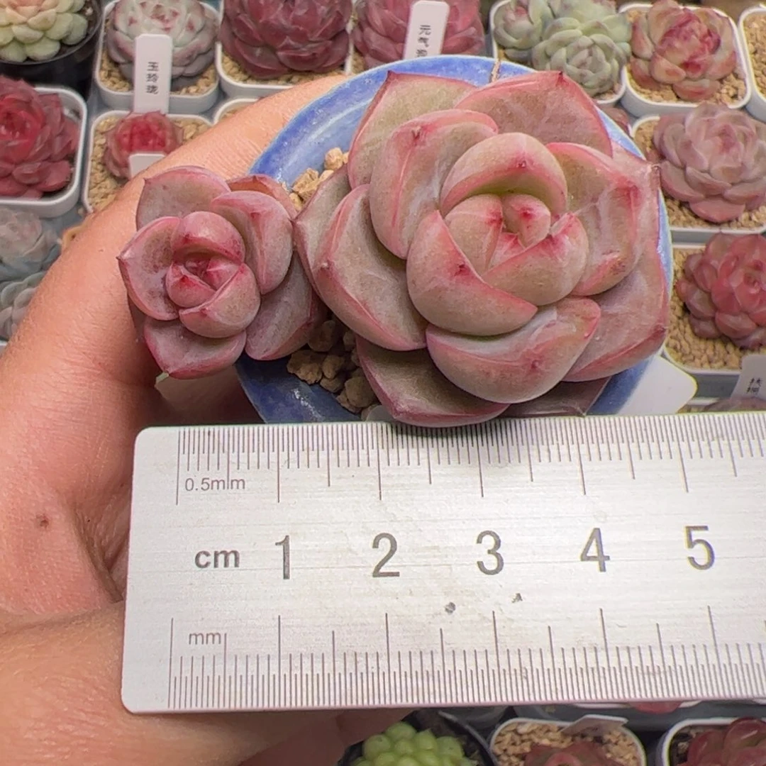 小*嗝173 多肉植物组合