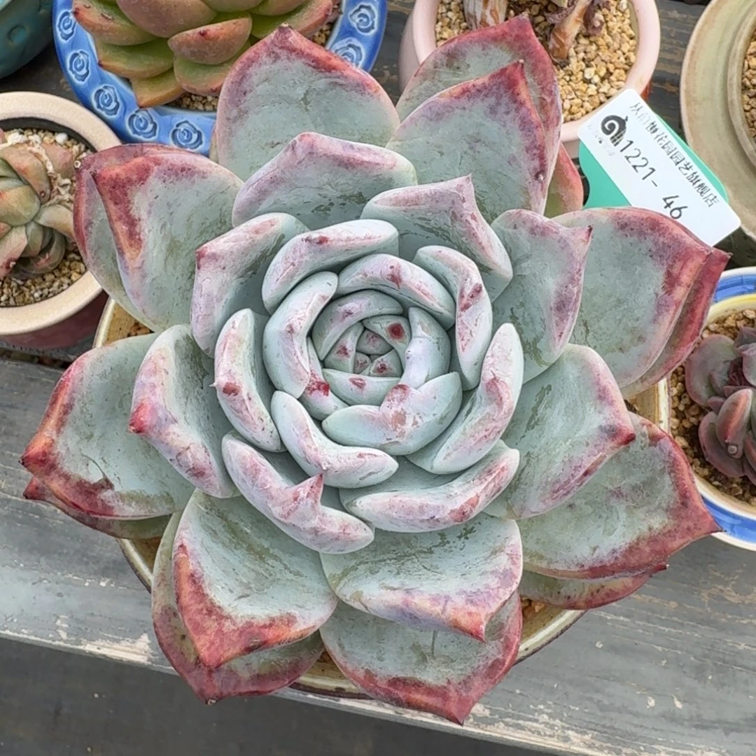 从前慢多肉精选编号1221.46