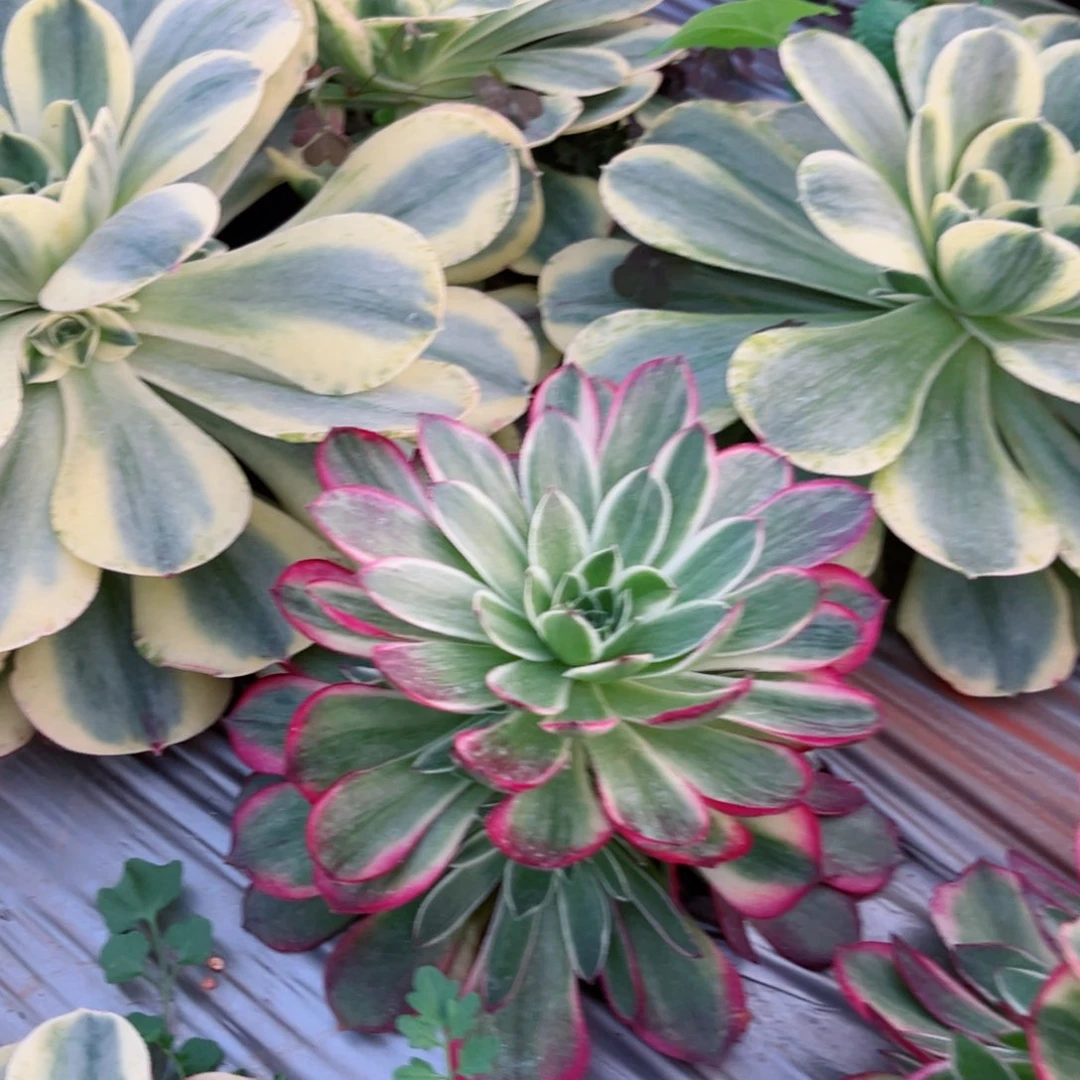 海王手捧多肉植物