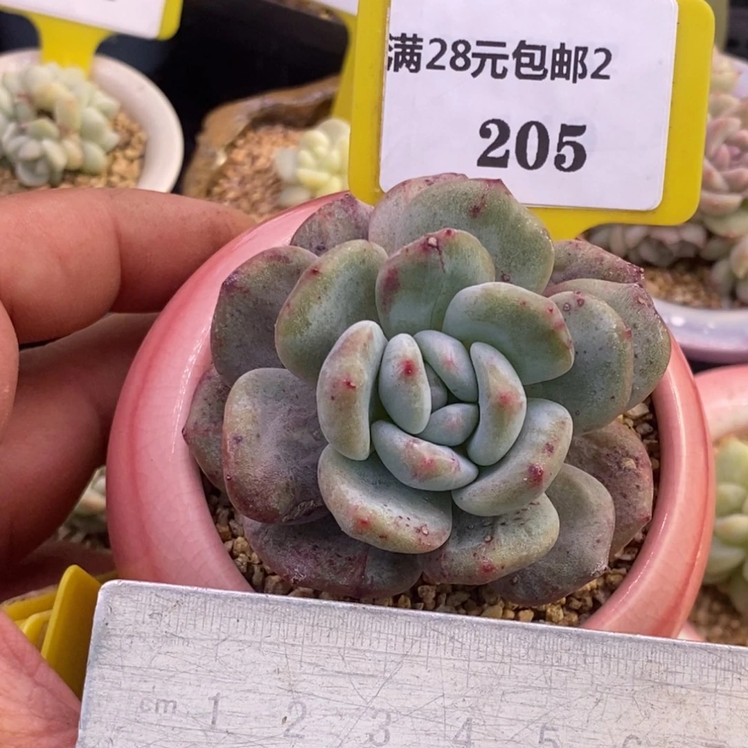 2205拉丝锦石榴仔石化