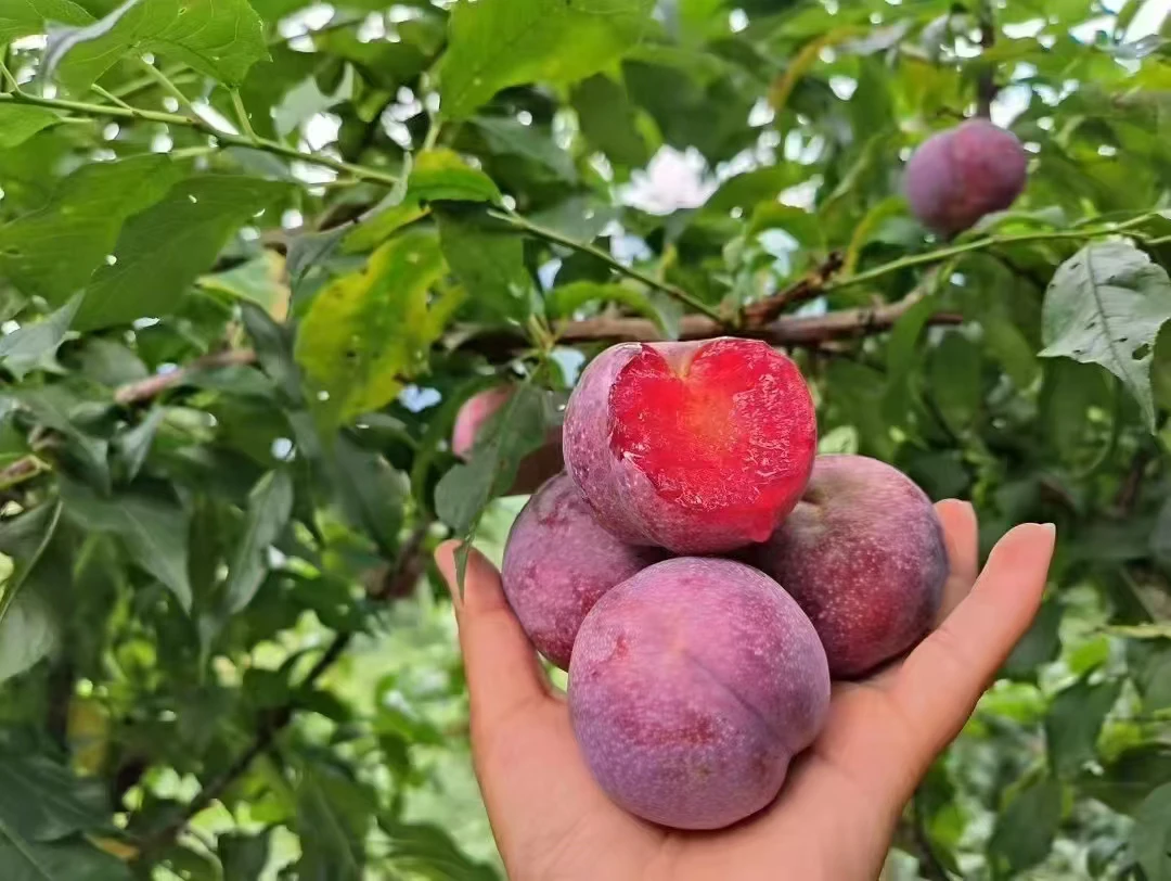 正宗红心三华李新鲜现摘酸脆可口孕妈妈水果