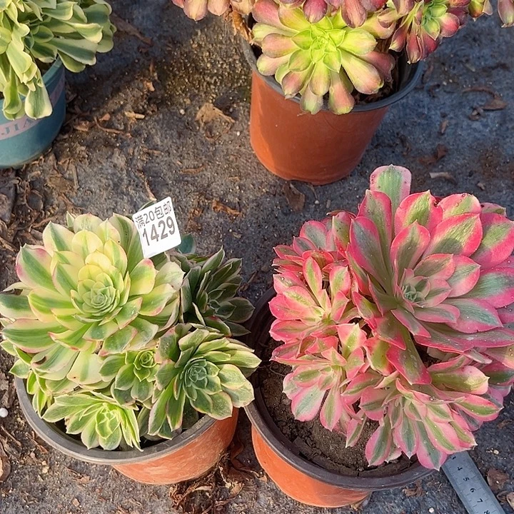 一颗海王+两颗粉女巫1429