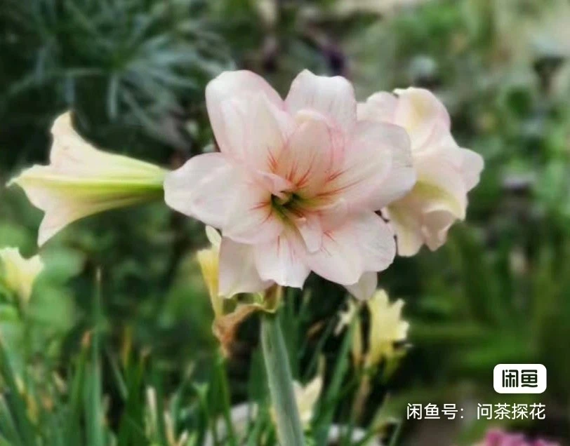 123朱顶红开花球，3.2厘米，保湿发货