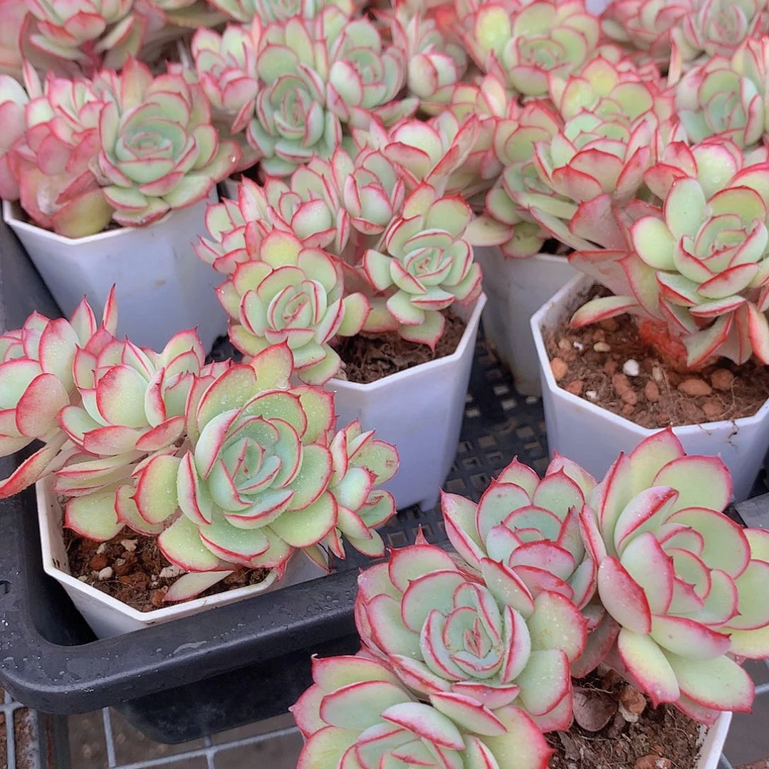 牡丹亭朵朵缀34667734567889999