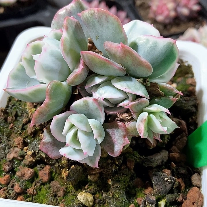 多肉伯克利锦003多肉量拍