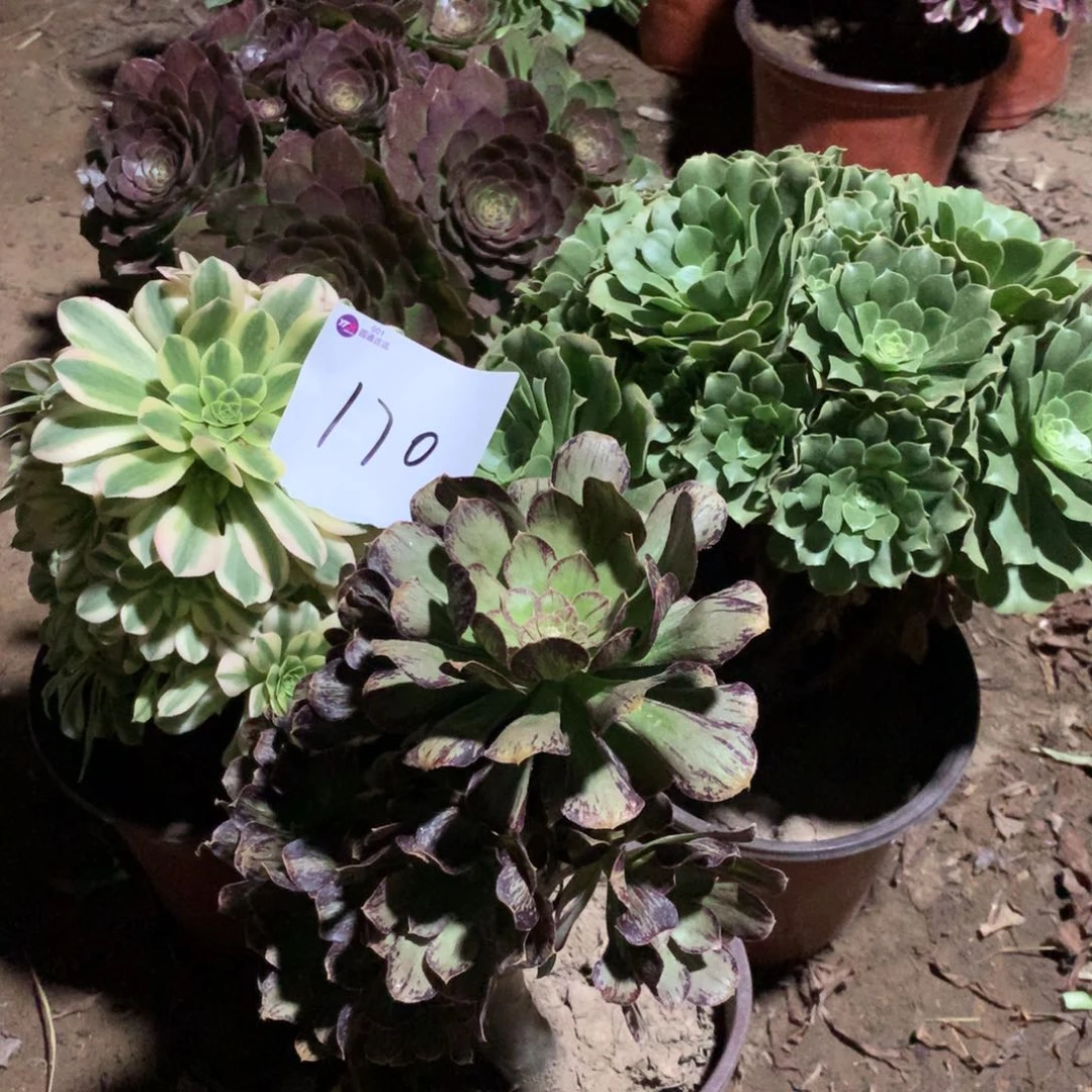 170多肉植物盆栽植物