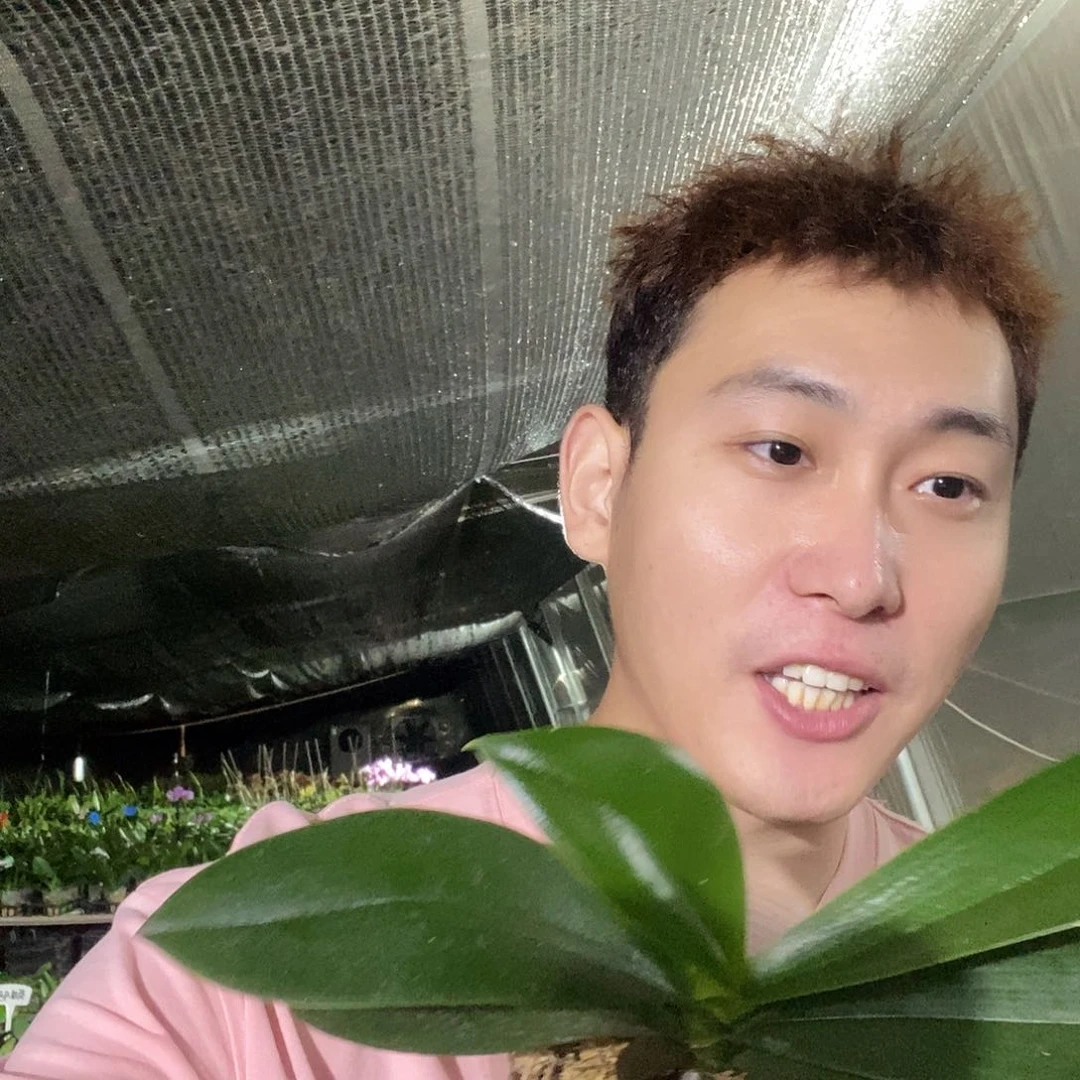 无花朵好吉利变异
