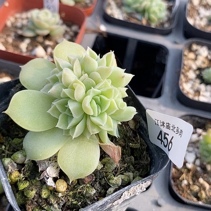 标456赞美诗一个多肉