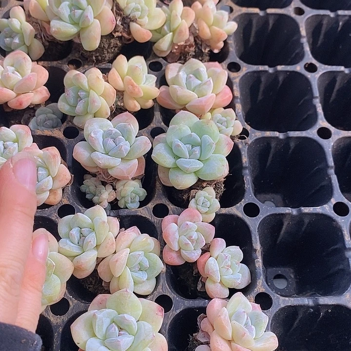 125 多肉植物盆栽植物