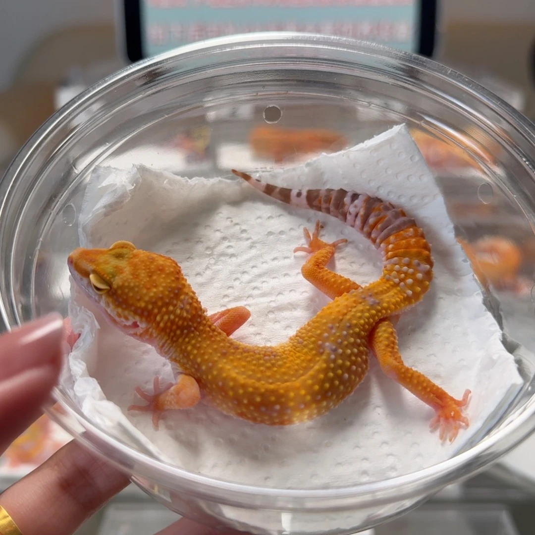 豹纹守宫无纹橘白妹妹