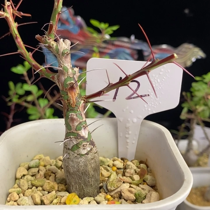 龙少园艺～簇生福贵花