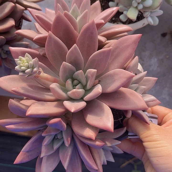 桃花源0283多肉植物