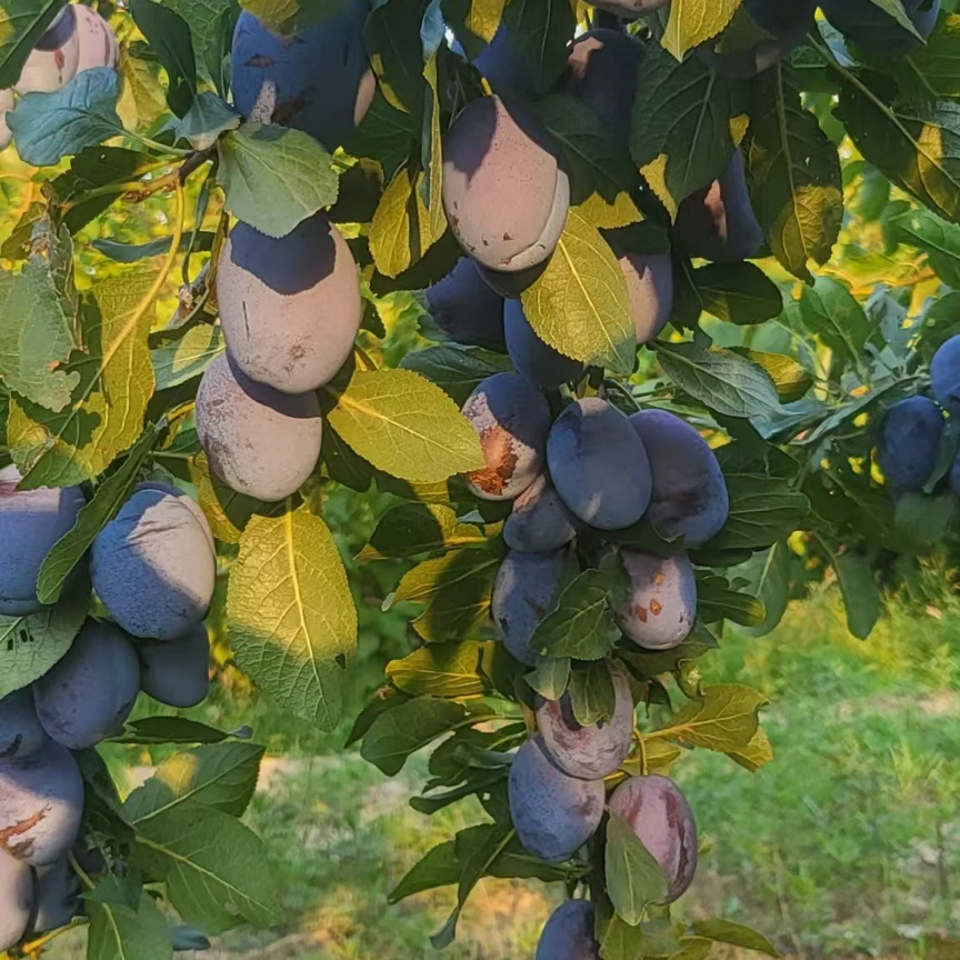 阳高大嘴窑女神西梅