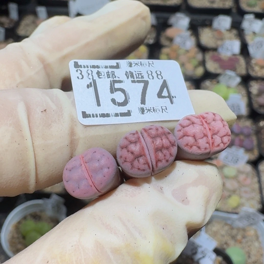 Zzzz精品生石花1574高特