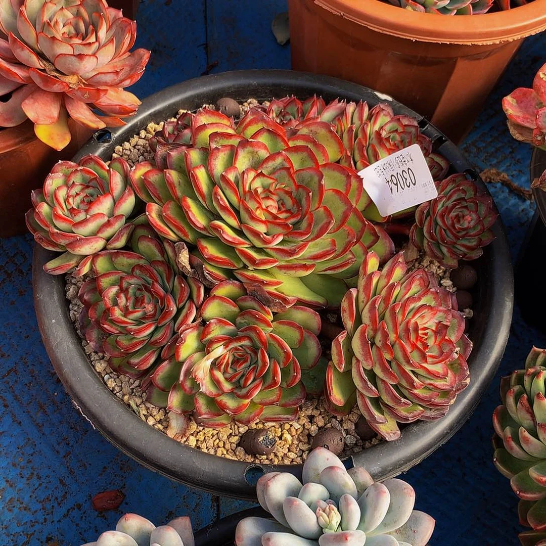 暮***雨     肉酱玫瑰多肉03064