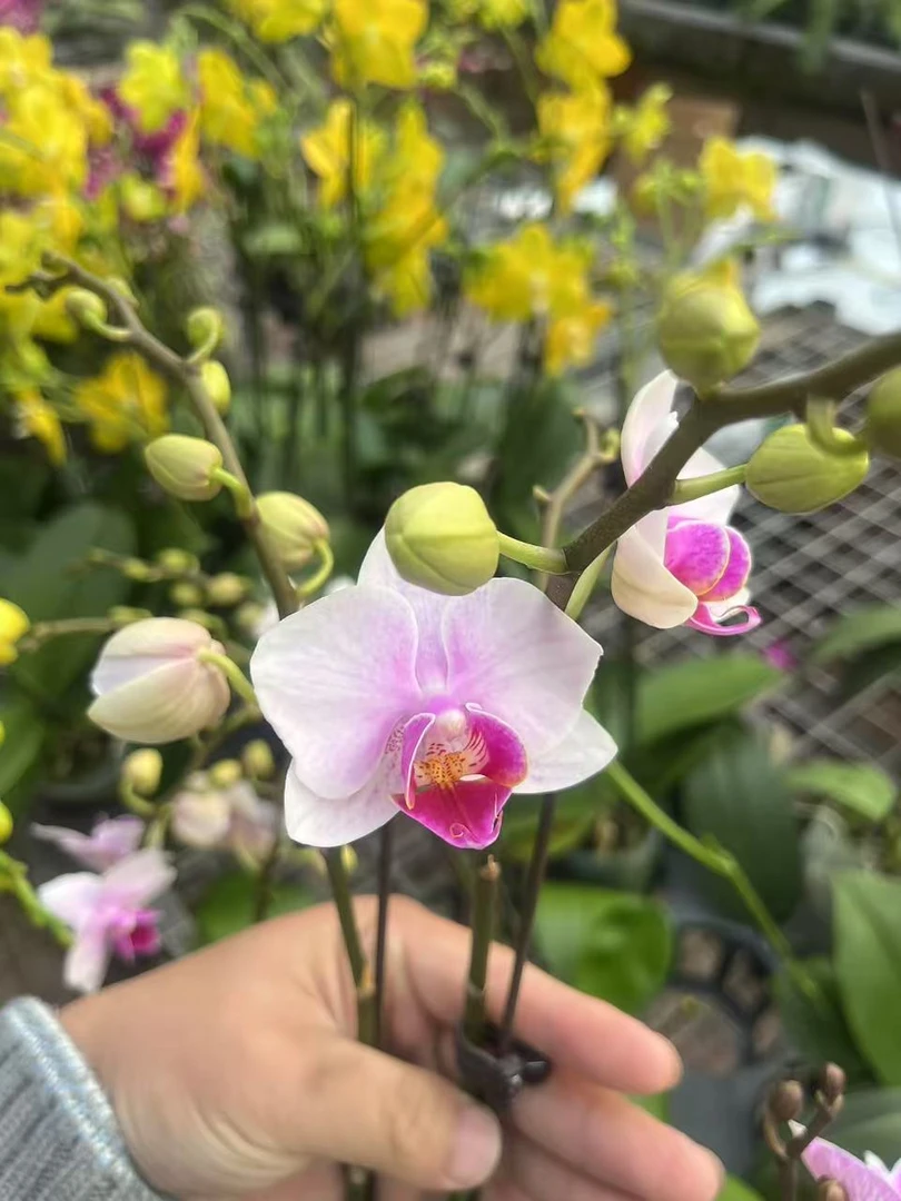 【老板卖花记】蝴蝶兰小白兔3.0双花剑带花带花苞