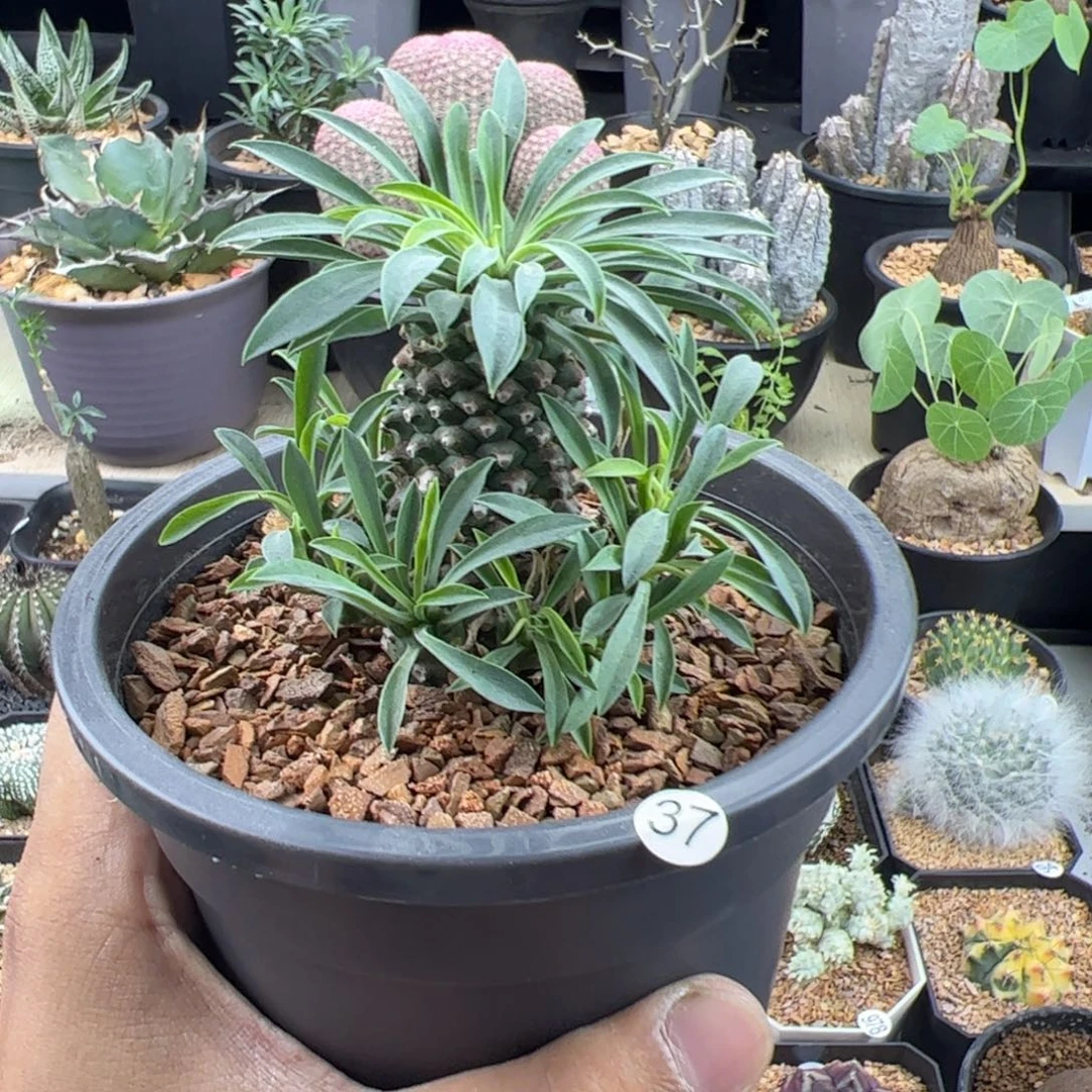 铁甲麒麟大戟一物一拍默认脱土发