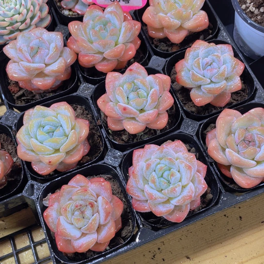 60号 珍妮丸叶大白兔单头一个