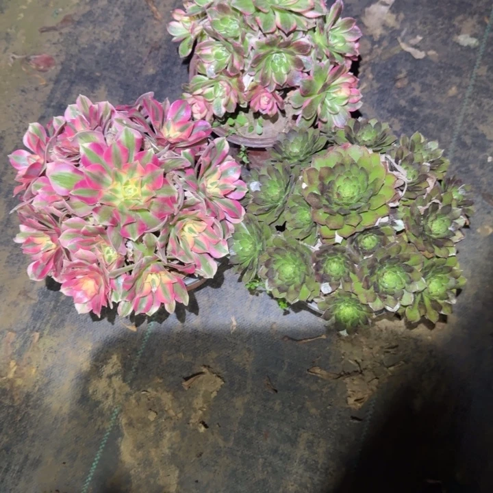 一单包邮不包侧枝60