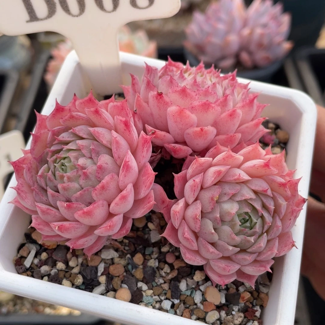 008朱砂痣不带盆8厘米