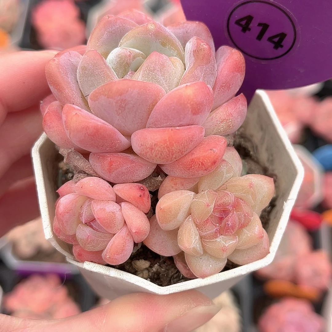 414号小老桩糖心群