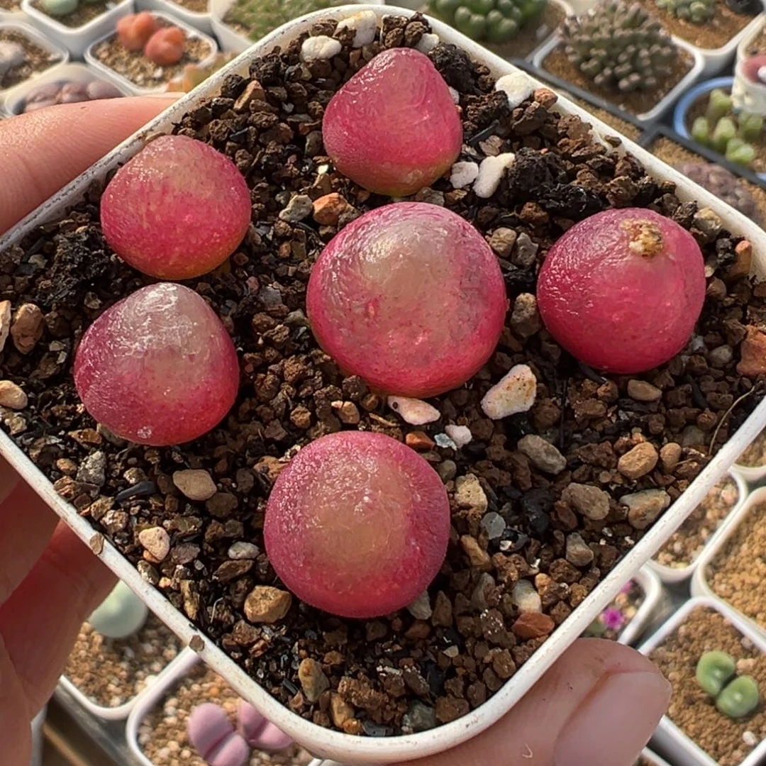 852多肉植物种类多样