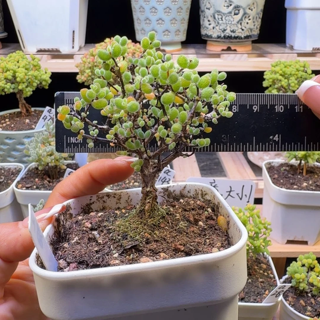 a38号翡翠冠服8厘米左右