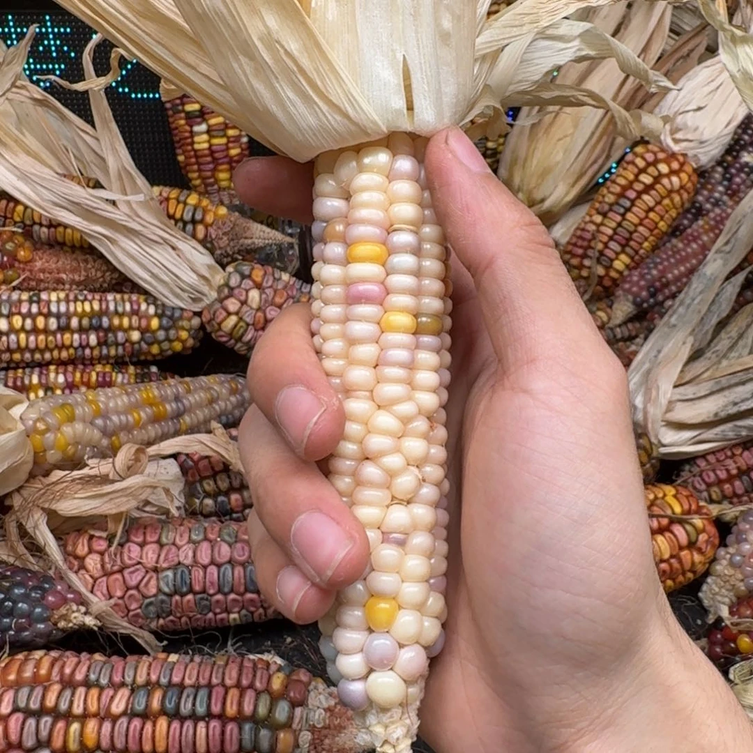 柏香籽/百香籽吊坠他*国