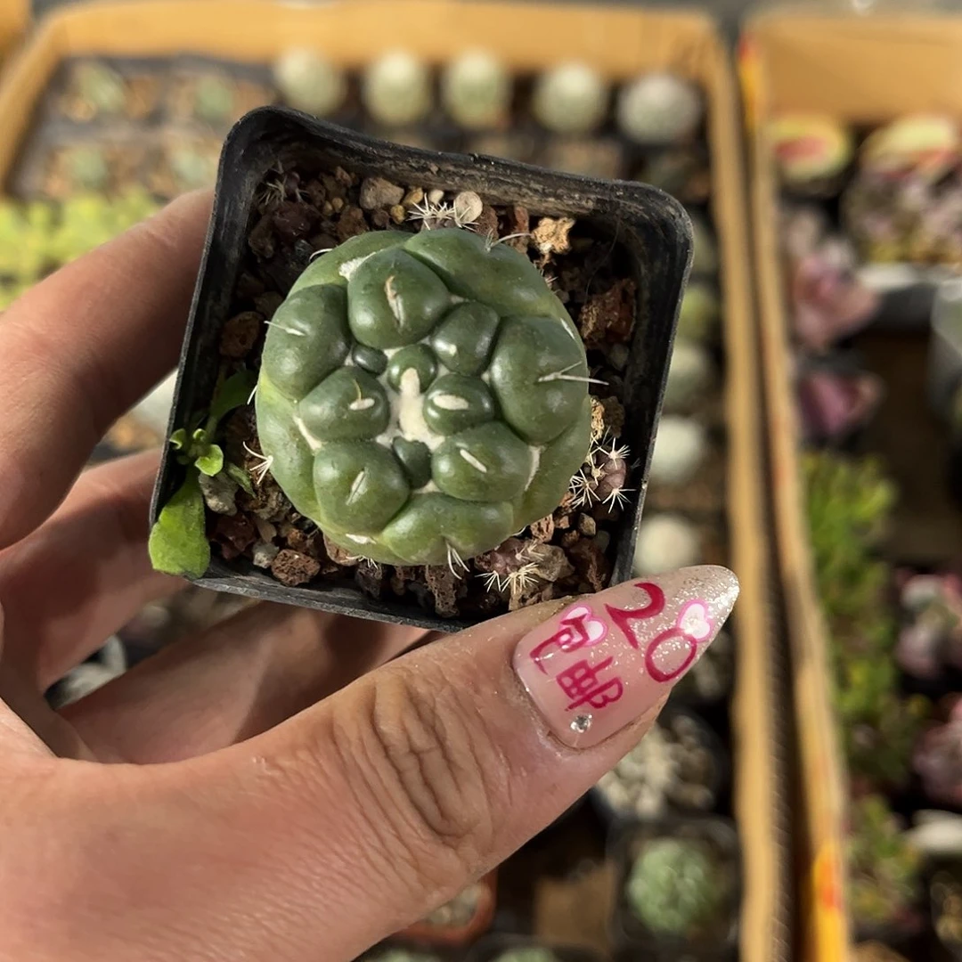 无刺象牙单头发货有根