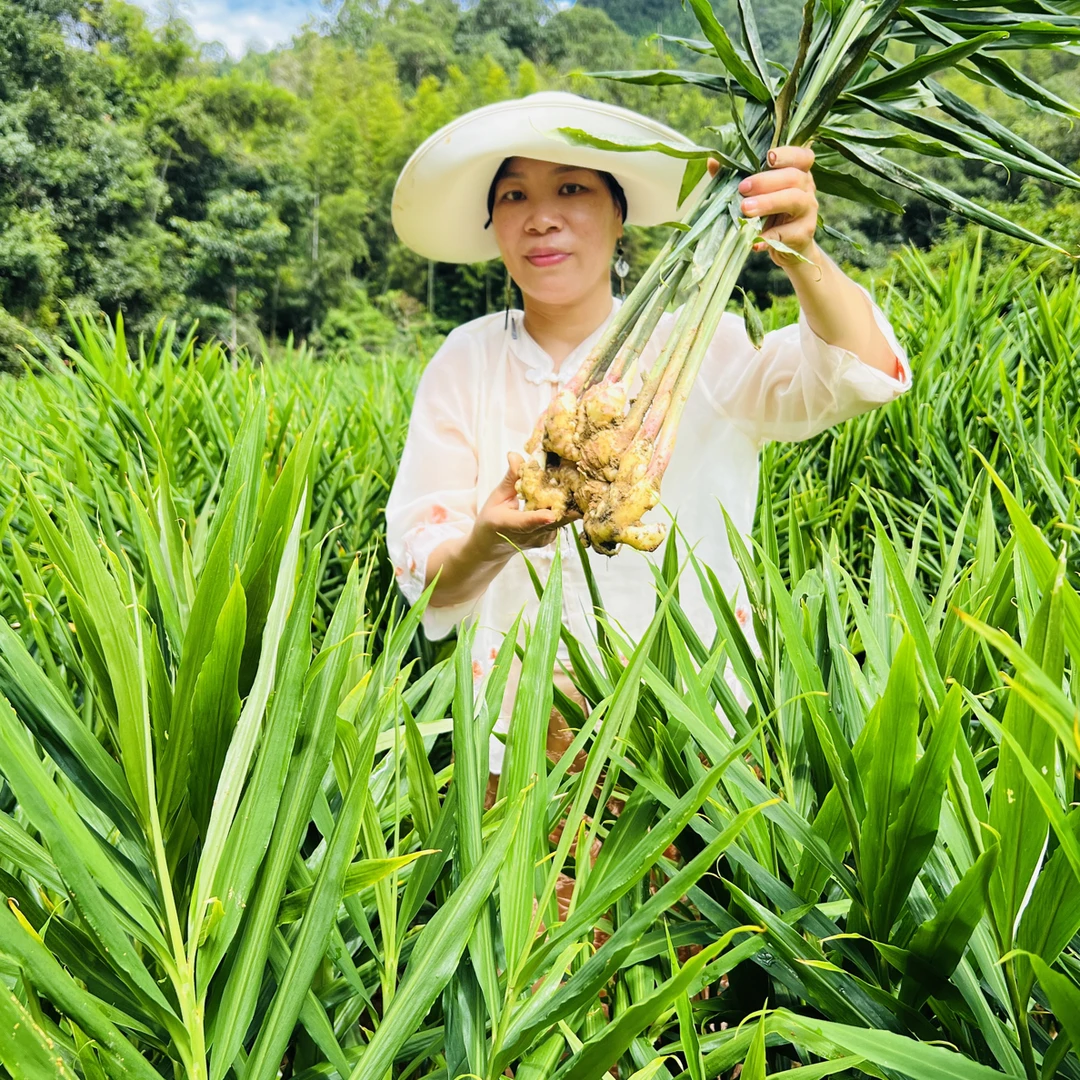 江西现挖新鲜小黄姜高山嫩姜仔姜适合腌制姜蔬菜基地直发