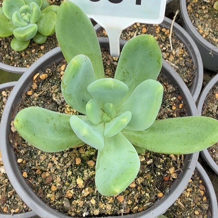 多肉植物风火轮一物一拍681
