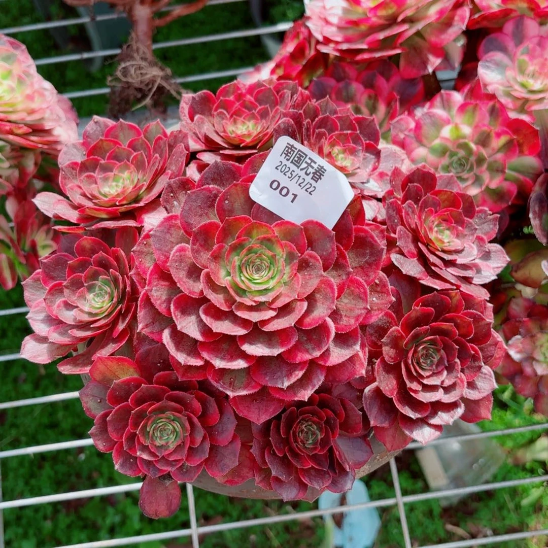 一物一拍多肉法师01