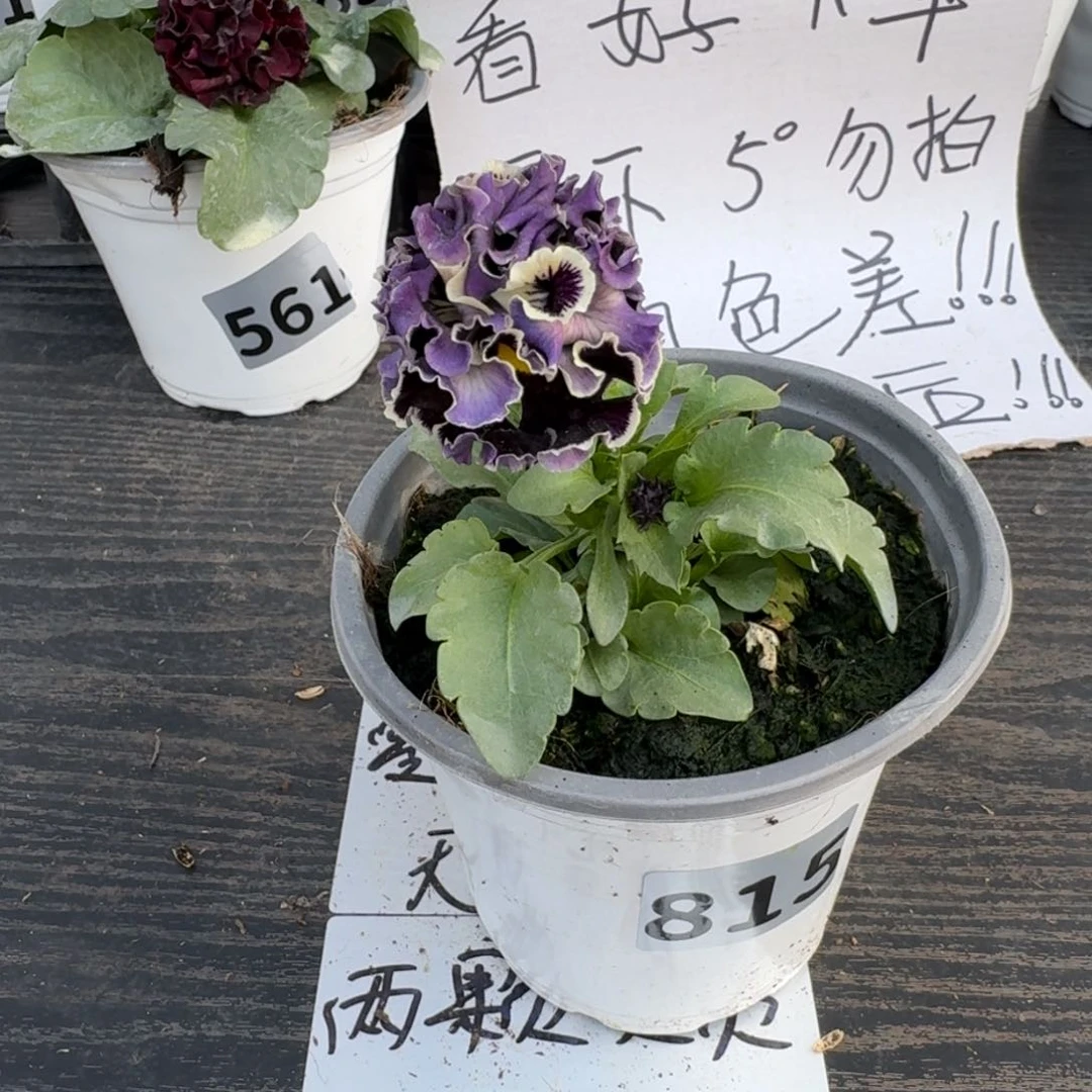 全部花朵815号德古拉
