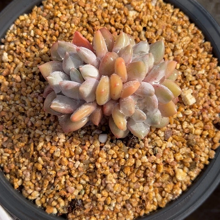 半夏 群生 夏鸣园艺