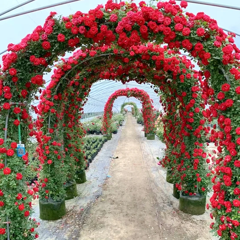 拱门造型月季蒂娜红色小女孩多色藤彩虹龙沙宝石粉龙红龙爬藤月季