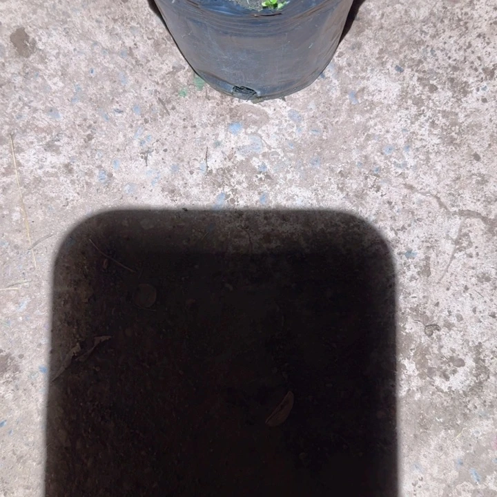 永*金蛋子品种苗嫁接