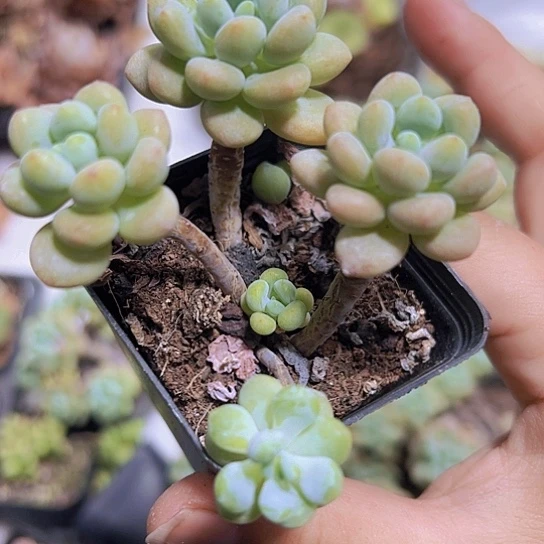 洛可可群9.9包邮多肉