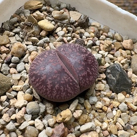 3664，酒红紫薰母本带盆发货