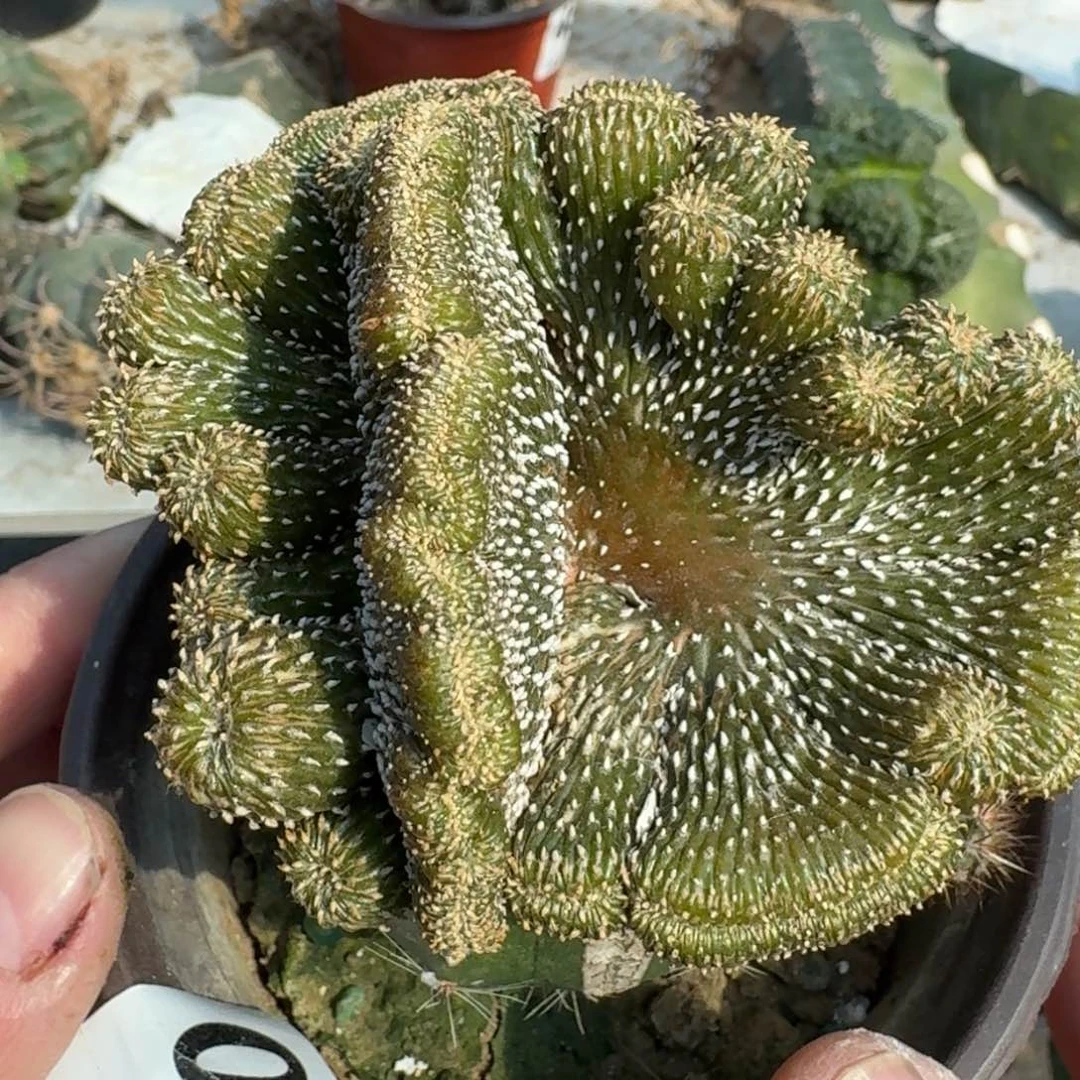 【闪购商品】薄叶花笼坠038