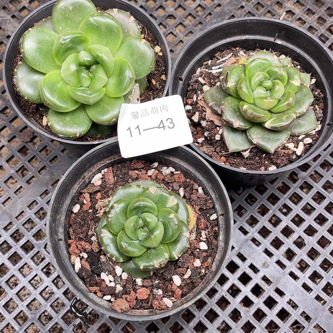 多肉一物一拍11-43