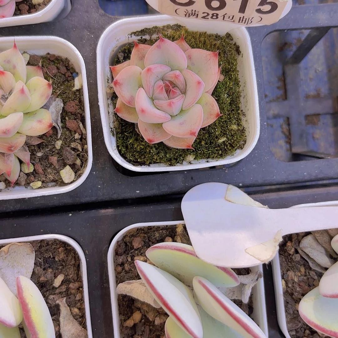 C615婚戒一物一拍