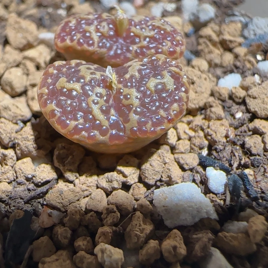 肉锥多肉植物组合-超级泡泡勋830