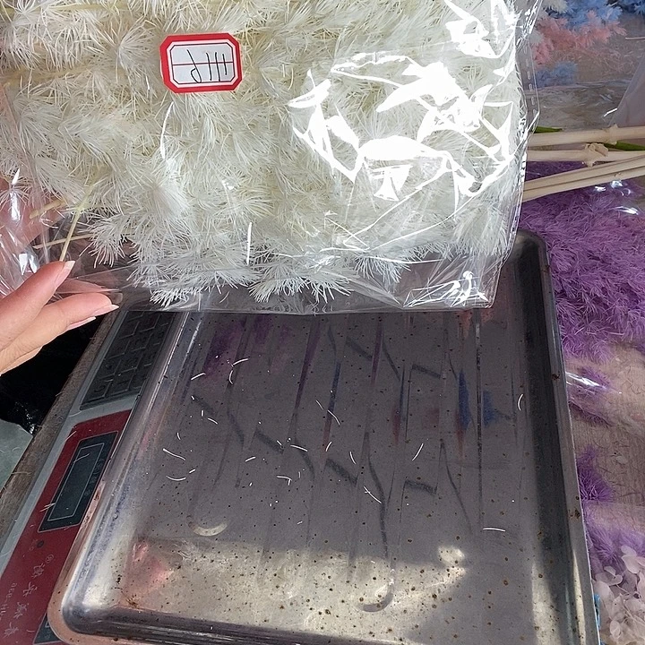 一物一拍蓬莱松短枝1116