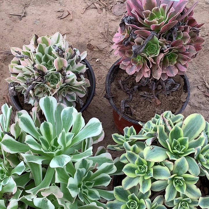 无花朵799四颗多肉植物组合