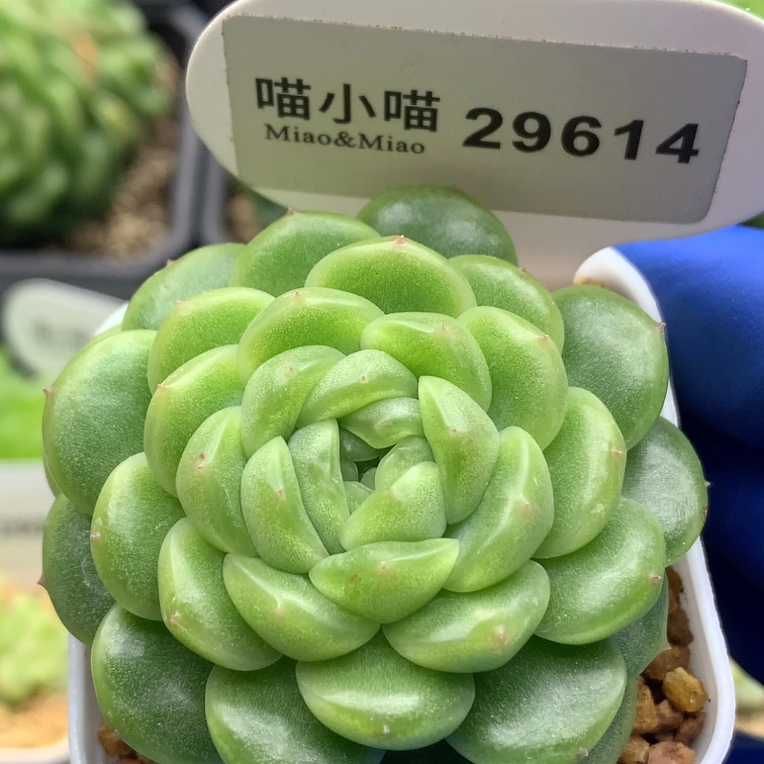 多肉植物杂交珍妮